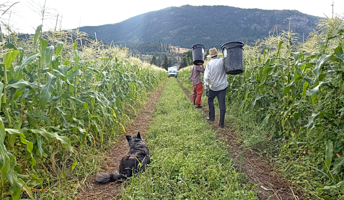 I gave away 700 free cobs of corn