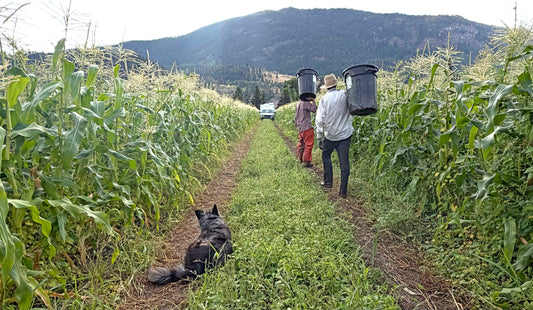 I gave away 700 free cobs of corn