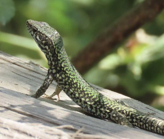 Why you see lizards all over Vancouver Island